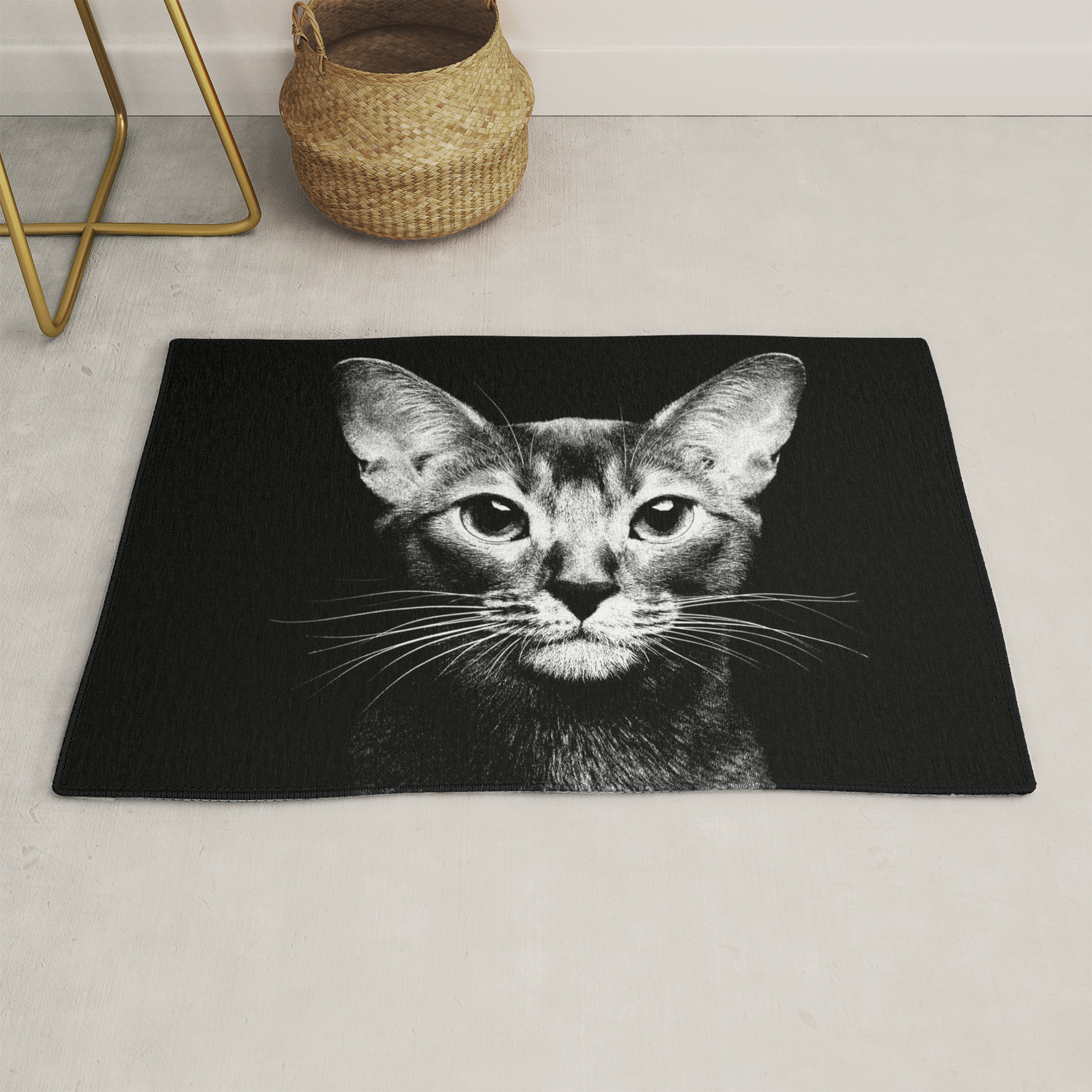 black abyssinian cat