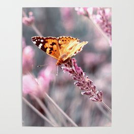 Butterfly 30 Poster