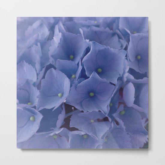 Blue Hydrangea Metal Print