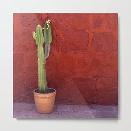 Mexico Photography - Small Cactus In Front Of A Red Brick Wall Metal Print