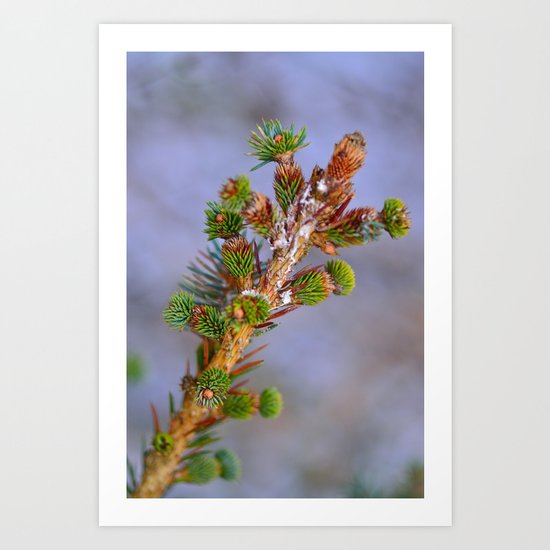 Fir In The Snow Art Print
