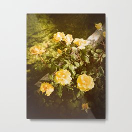 Yellow Rose Bush 120 in Sunshine  Metal Print | 120Film, Color, Flower, Flowers, Film, Losangeles, Floral, California, Photo, Midcity 