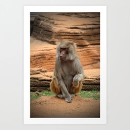 Hamadryas Baboon Art Print | Color, Mane, Ape, Mammal, Hairy, Eyes, Animal, Muzzle, Fulllenght, Monkey 