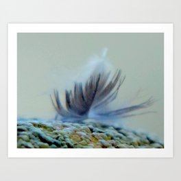 Feathers #2 Art Print