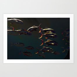 Fish - Underwater Art Print