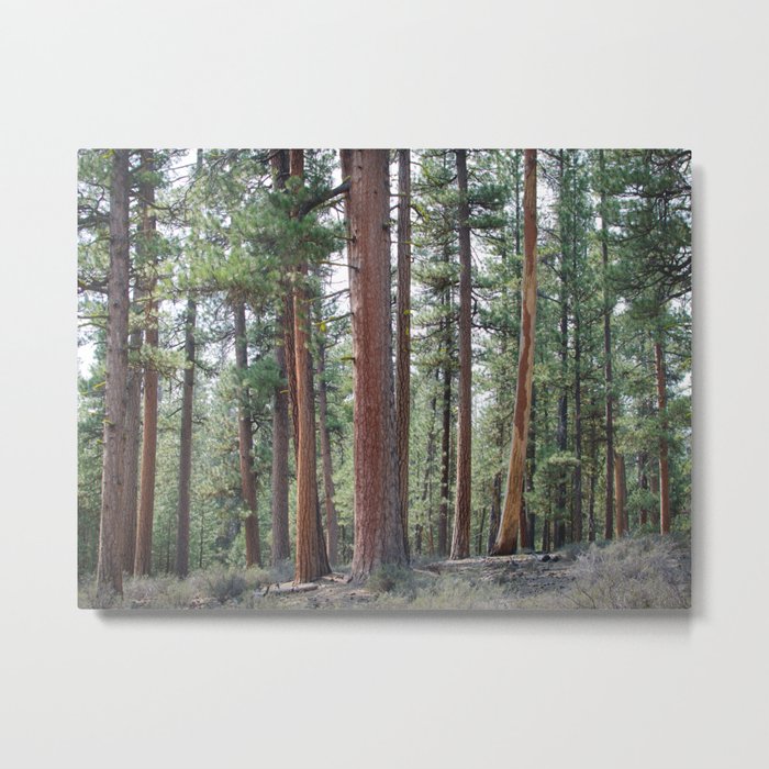 Ponderosa Pine Forest Metal Print