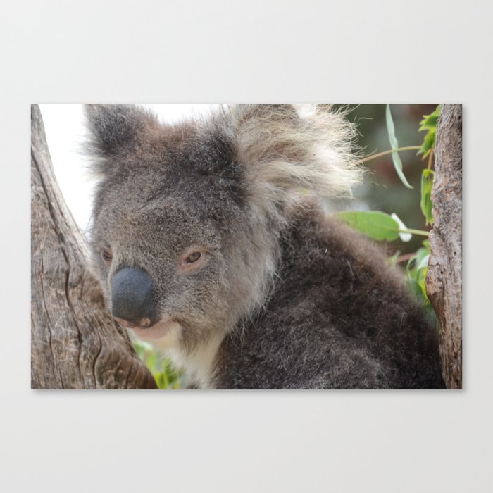 Koala - Tasmania Canvas Print