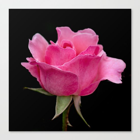Pink Rose Canvas Print