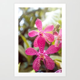 Flowers Art Print