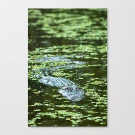 Large aligator swimming towards the camera in the swamps near new orleans, usa Canvas Print