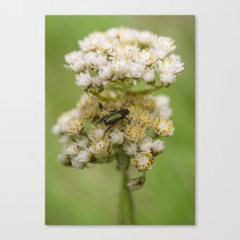 Flower and Beetle Canvas Print