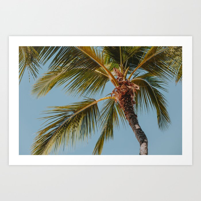 a palm tree xxiv Art Print