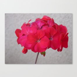 Red Geranium Against Adobe Wall Photograph Canvas Print