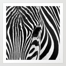 Portrait of Zebra Black and White #decor #society6 #buyart Art Print
