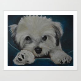 The Havanese Art Print