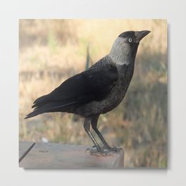 Side View Of A Wild Jackdaw Metal Print | Photo, Nature, Animal 