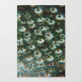 Cone Flowers Canvas Print