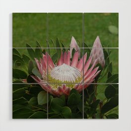 South Africa Photography - Beautiful Protea Plant Wood Wall Art