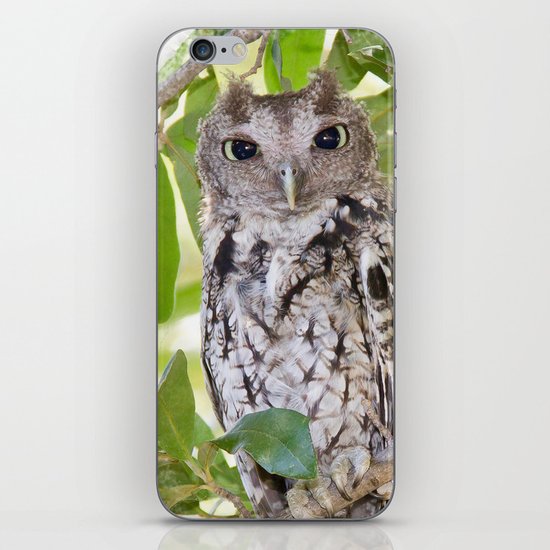 Screech Owl iPhone & iPod Skin