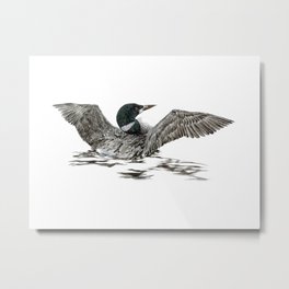 Morning Stretch - Common Loon Metal Print