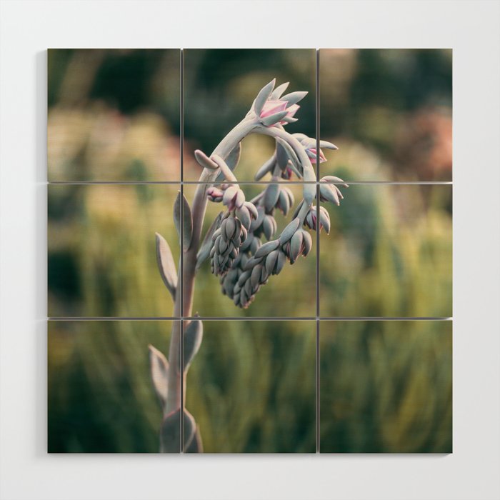 Morning In The Succulent Garden #4 Wood Wall Art