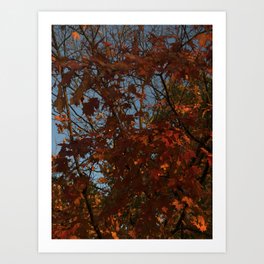 Leaves In Sunset  Art Print