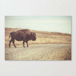 Bison Xing Buffalo Crossing Canvas Print