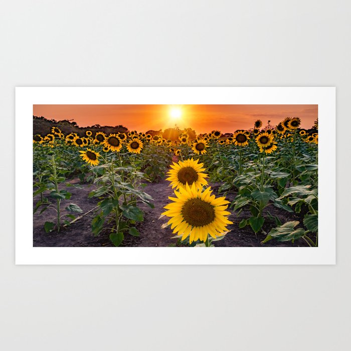 Sunflower Field Sunset Panorama Lawrence Kansas Farm Art Print by