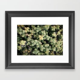 Succulent 2 - Ice Plant Framed Art Print