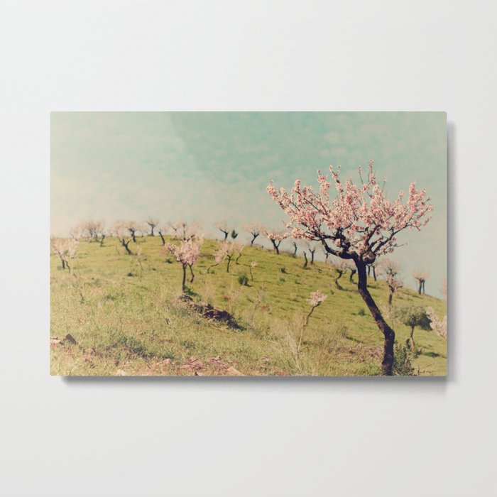 Almond Blossom Trees Hill - Mountain and Tree photography by Ingrid Beddoes Metal Print