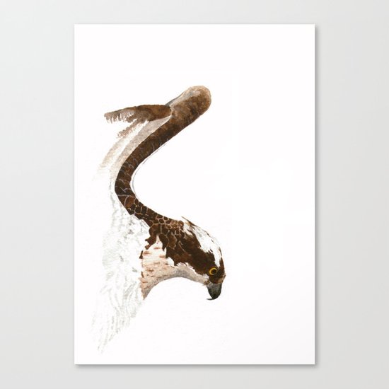Osprey Canvas Print