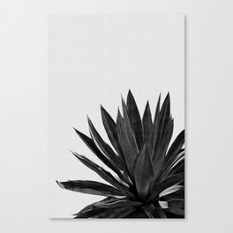 Agave Cactus Black & White Canvas Print