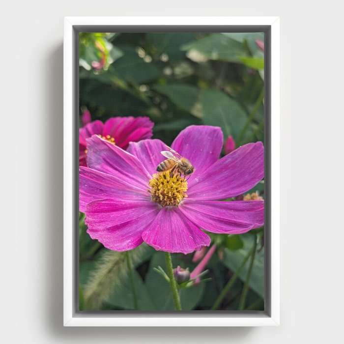 Bee Visiting Cosmo Flower  Framed Canvas