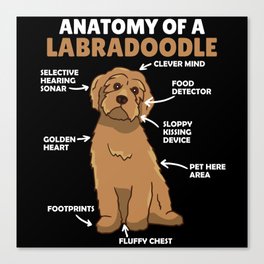 Anatomy Of A Labradoodle Cute Canine Puppy Canvas Print