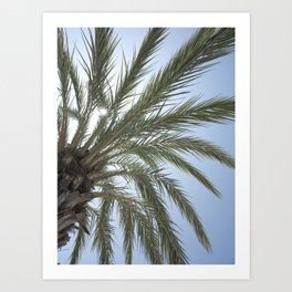 Botanical palm tree in San Sebastian Spain art print - summer nature and travel photography Art Print