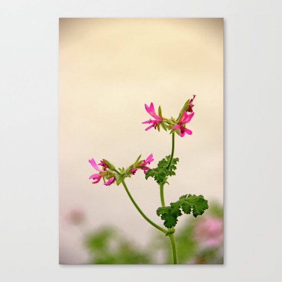 Geraniums (Pelargonium) #5 Canvas Print