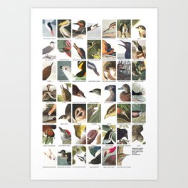 Birds of America Art Print
