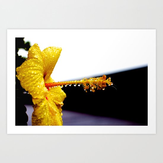 Wet Hibiscus Art Print