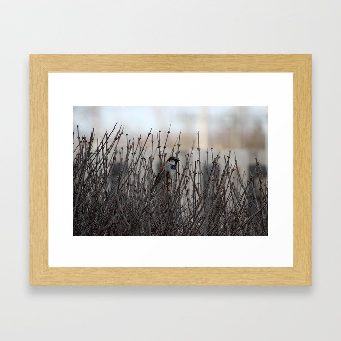 Chickadee in a Bush Framed Art Print