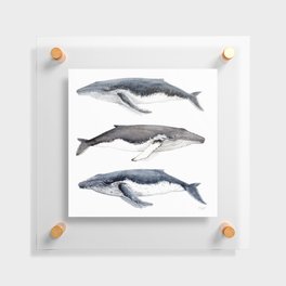 Humpback whales Floating Acrylic Print