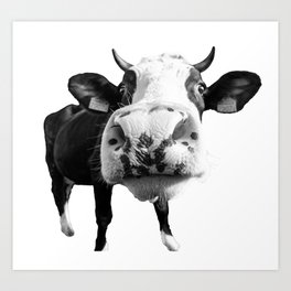 Inquisitive Cow Art Print