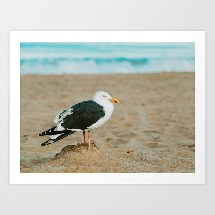 Sea Gull on Sand Beach Art Print
