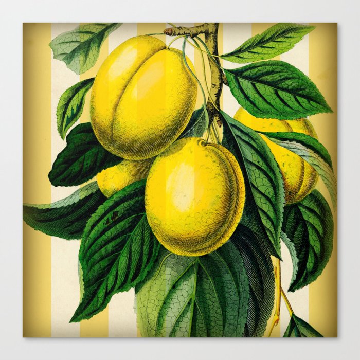 Plums with Stripes Canvas Print