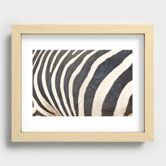 Plains Zebra (Equus quagga) Recessed Framed Print