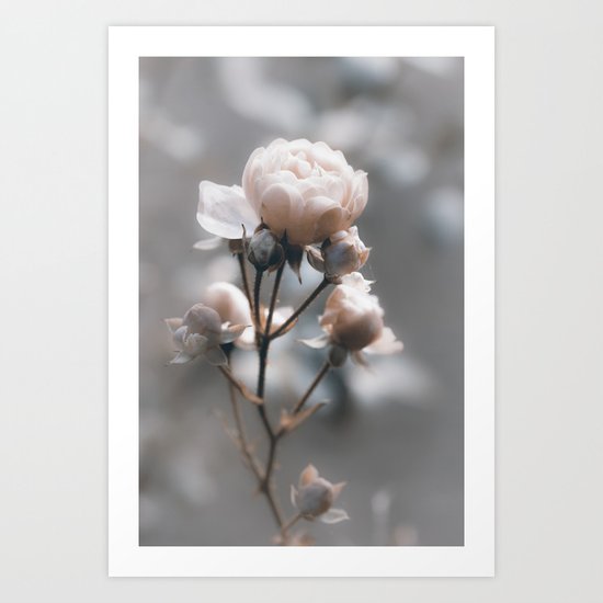 Bokehlicious pink Rose at Backlight - Roses and Flowers Art Print