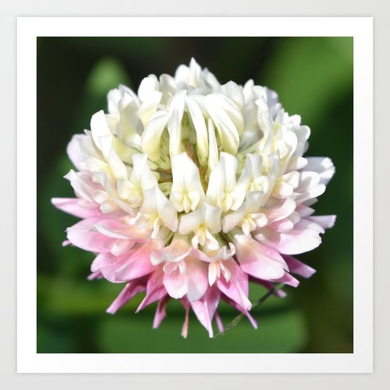 Flower | Flowers | One Clover Flower | Nature Photography | Nadia Bonello Art Print