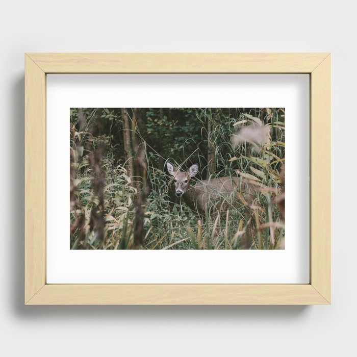 Deer Recessed Framed Print