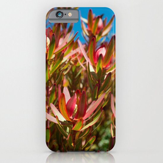 Leucadendron Jester iPhone & iPod Case