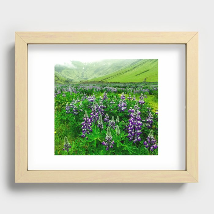 Lupine field in Iceland Recessed Framed Print