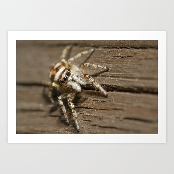 Wooden Haven: Zebra Jumping Spider's Nest Macro Photograph Art Print